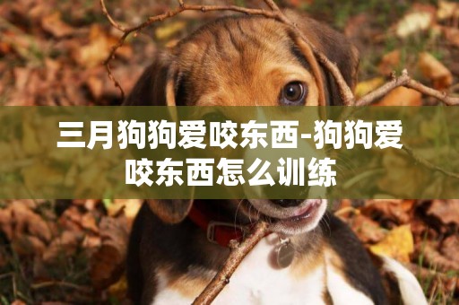 三月狗狗愛咬東西-狗狗愛咬東西怎么訓練