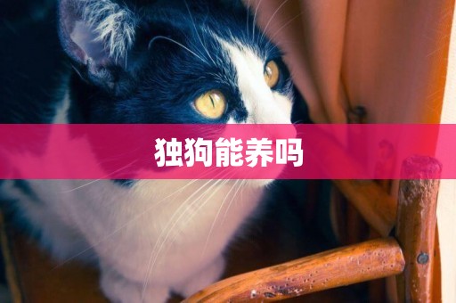 獨狗能養嗎