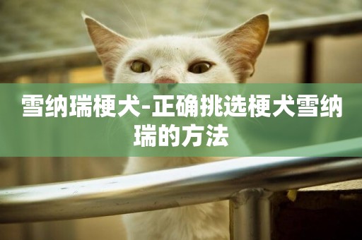 雪納瑞梗犬-正確挑選梗犬雪納瑞的方法