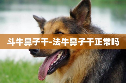 斗牛鼻子干-法牛鼻子干正常嗎