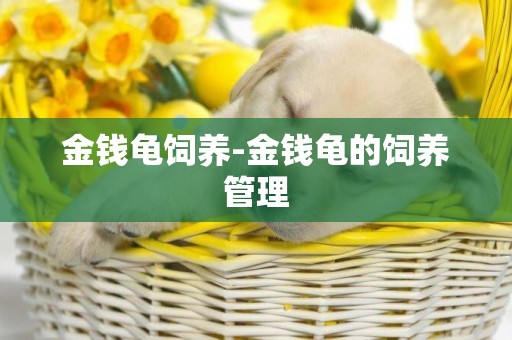 金錢龜飼養-金錢龜的飼養管理