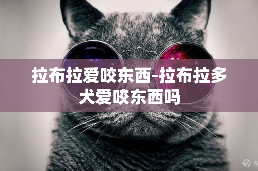 拉布拉愛咬東西-拉布拉多犬愛咬東西嗎