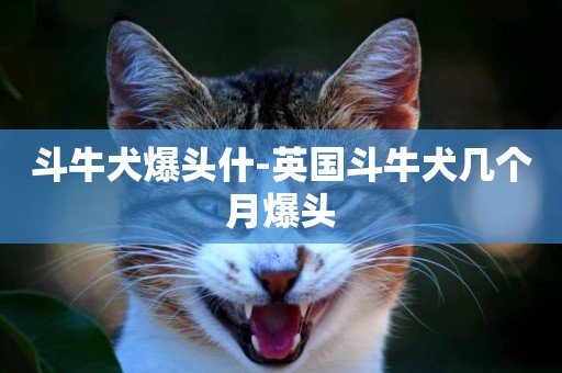 斗牛犬爆頭什-英國斗牛犬幾個月爆頭