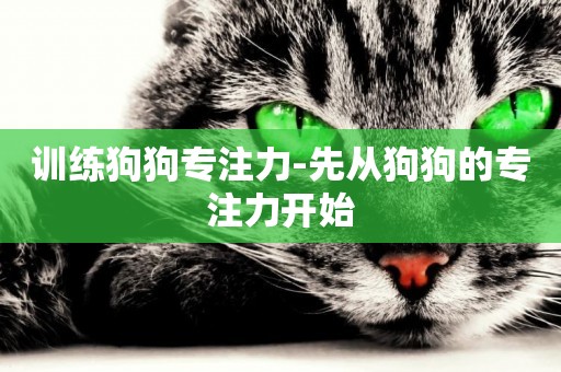訓練狗狗專注力-先從狗狗的專注力開始