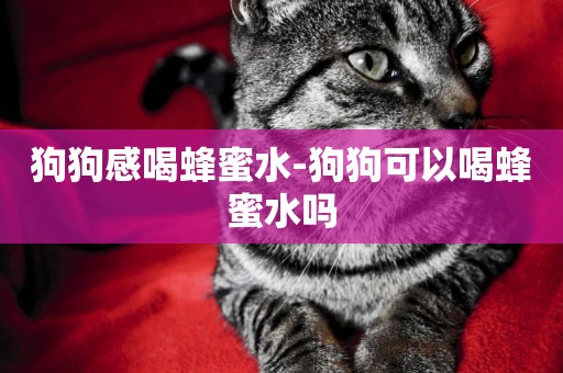 狗狗感喝蜂蜜水-狗狗可以喝蜂蜜水嗎