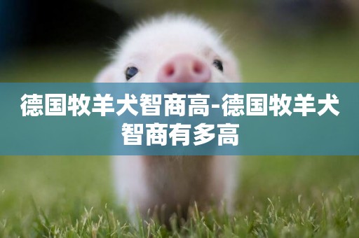 德國牧羊犬智商高-德國牧羊犬智商有多高