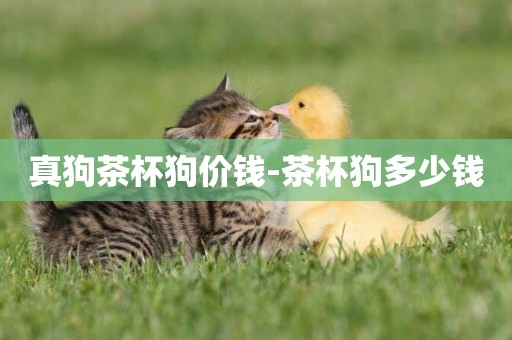 真狗茶杯狗價錢-茶杯狗多少錢