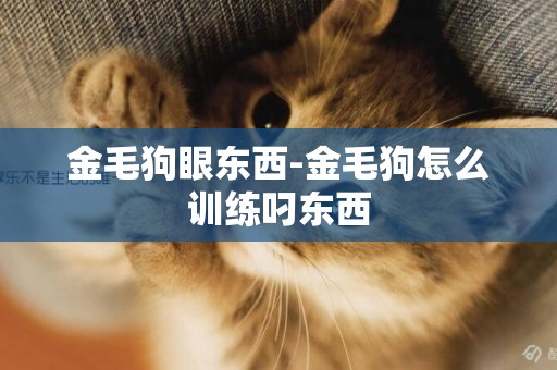 金毛狗眼東西-金毛狗怎么訓練叼東西