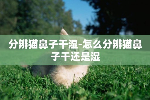 分辨貓鼻子干濕-怎么分辨貓鼻子干還是濕