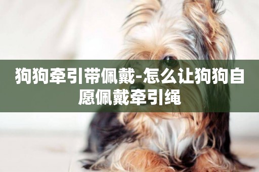 狗狗牽引帶佩戴-怎么讓狗狗自愿佩戴牽引繩