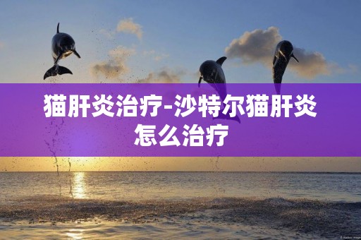貓肝炎治療-沙特爾貓肝炎怎么治療