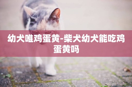 幼犬唯雞蛋黃-柴犬幼犬能吃雞蛋黃嗎