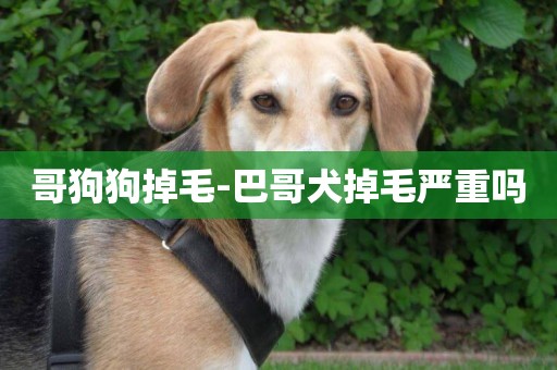 哥狗狗掉毛-巴哥犬掉毛嚴重嗎