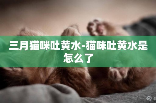 三月貓咪吐黃水-貓咪吐黃水是怎么了