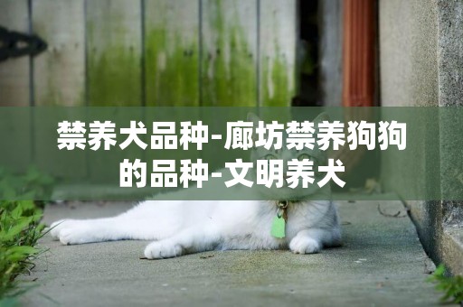 禁養犬品種-廊坊禁養狗狗的品種-文明養犬