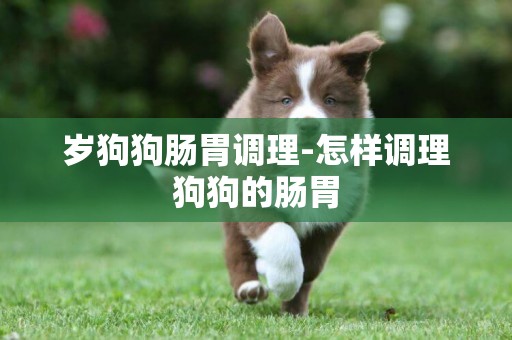 歲狗狗腸胃調理-怎樣調理狗狗的腸胃