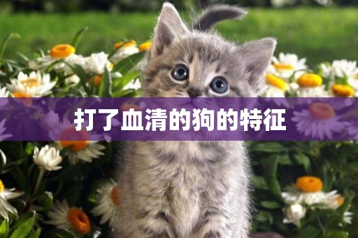 打了血清的狗的特征