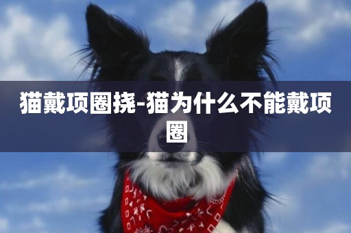 貓戴項圈撓-貓為什么不能戴項圈