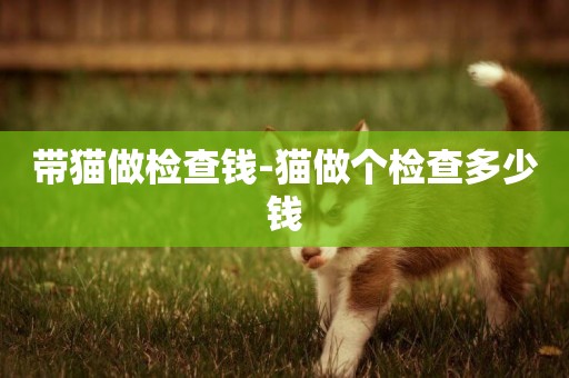帶貓做檢查錢-貓做個檢查多少錢