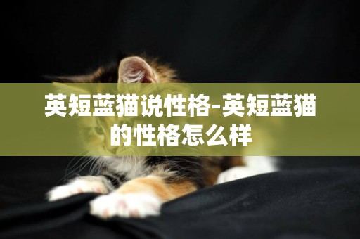 英短藍貓說性格-英短藍貓的性格怎么樣