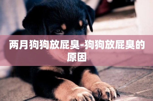 兩月狗狗放屁臭-狗狗放屁臭的原因