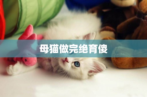 母貓做完絕育傻