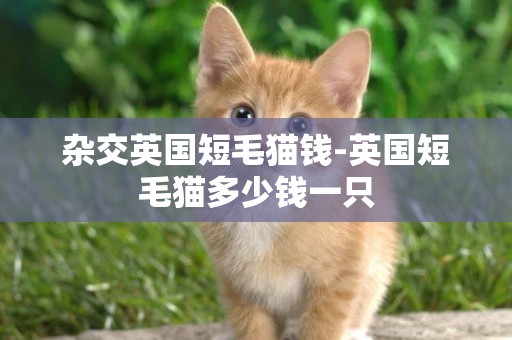 雜交英國短毛貓錢-英國短毛貓多少錢一只