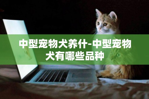 中型寵物犬養什-中型寵物犬有哪些品種