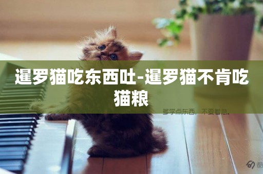 暹羅貓吃東西吐-暹羅貓不肯吃貓糧