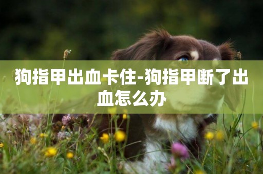 狗指甲出血卡住-狗指甲斷了出血怎么辦