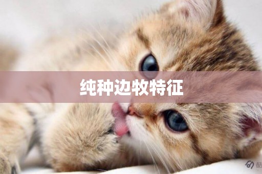 純種邊牧特征