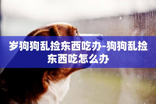 歲狗狗亂撿東西吃辦-狗狗亂撿東西吃怎么辦