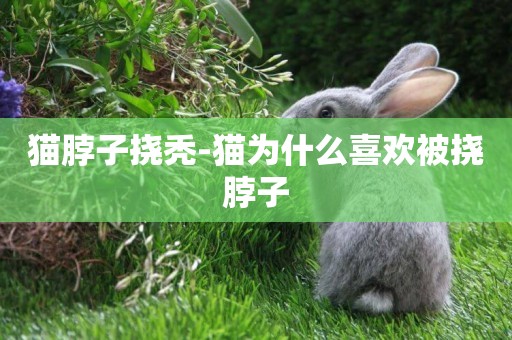 貓脖子撓禿-貓為什么喜歡被撓脖子