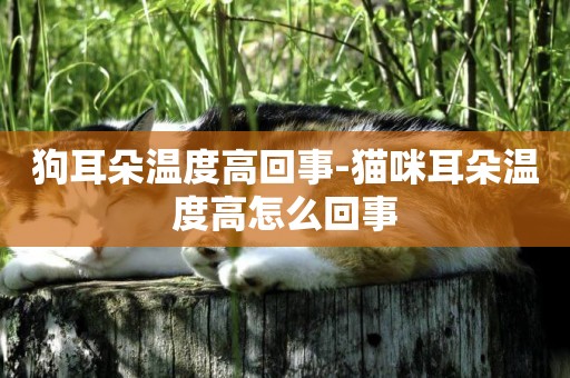 狗耳朵溫度高回事-貓咪耳朵溫度高怎么回事
