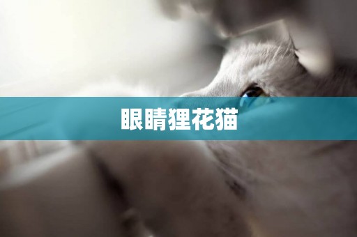 眼睛貍花貓
