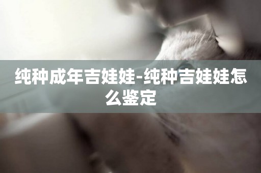 純種成年吉娃娃-純種吉娃娃怎么鑒定