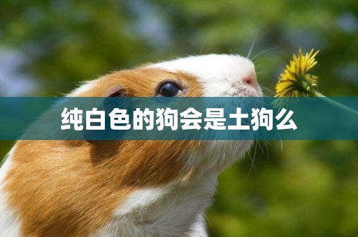 純白色的狗會是土狗么