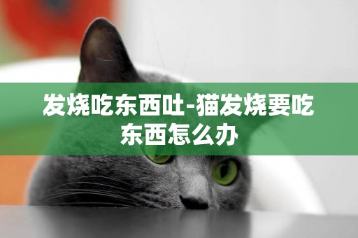 發燒吃東西吐-貓發燒要吃東西怎么辦
