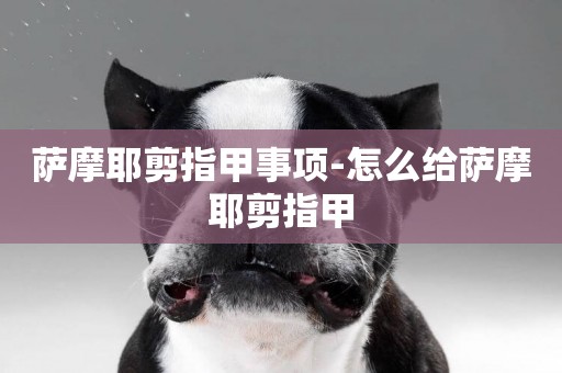 薩摩耶剪指甲事項-怎么給薩摩耶剪指甲