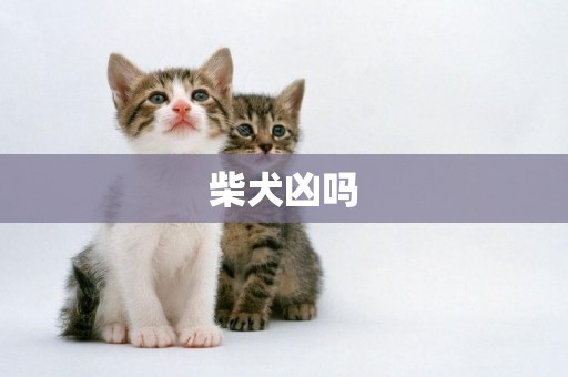 柴犬兇嗎