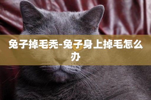 兔子掉毛禿-兔子身上掉毛怎么辦