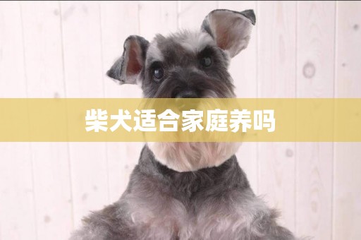 柴犬適合家庭養嗎