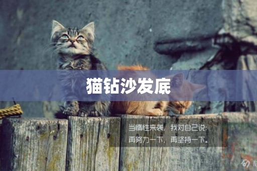 貓鉆沙發底