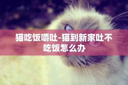 貓吃飯嚼吐-貓到新家吐不吃飯怎么辦