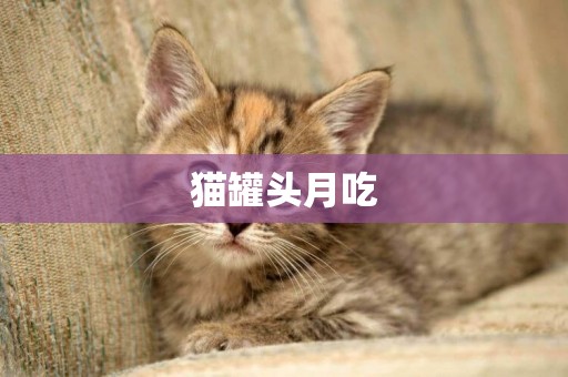 貓罐頭月吃