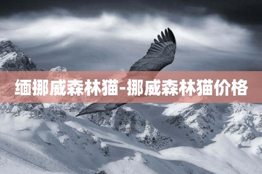 緬挪威森林貓-挪威森林貓價格