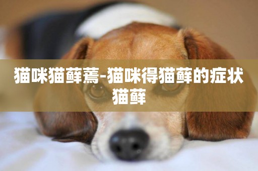 貓咪貓蘚蔫-貓咪得貓蘚的癥狀貓蘚