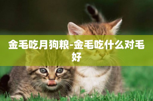 金毛吃月狗糧-金毛吃什么對毛好
