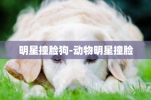 明星撞臉狗-動物明星撞臉