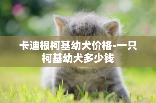 卡迪根柯基幼犬價格-一只柯基幼犬多少錢
